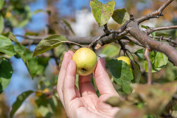 Woman`s hand picks beautiful small green apple from the apple tree. Sunny day. Selective focus. Organic food theme.