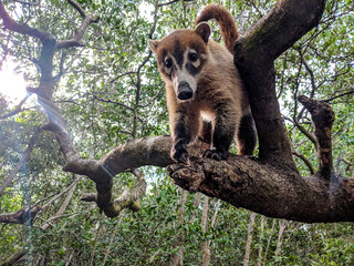 Coatimundi on Racoon Island in the Yucatán, Mexico