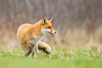 Red fox ( Vulpes vulpes ) close up