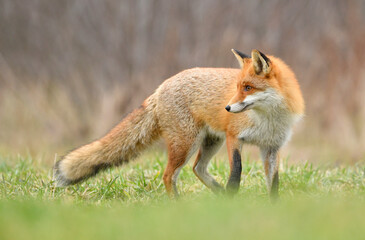 Red fox ( Vulpes vulpes ) close up