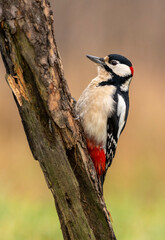 Greater spotted woodpecker ( Dendrocopos major )
