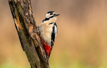 Greater spotted woodpecker ( Dendrocopos major )