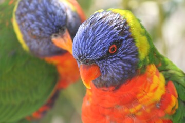 Allfarblori in der Nahaufnahme 