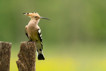 Eurasian hoopoe bird close up ( Upupa epops )