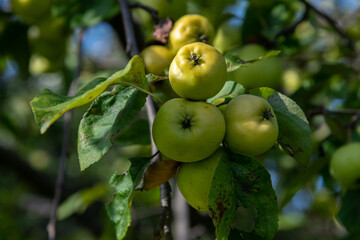 Green apples hangs on the branch of apple tree in orchard. Sunny day. Selective focus. Natural organic food theme.