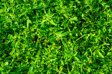 Photo of green grass texture in garden