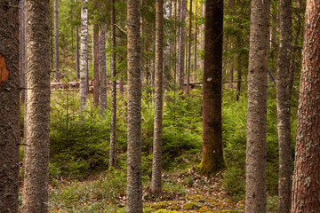 Naklejka premium Green and lush summery old-growth boreal forest with lots of dead wood in Estonia, Northern Europe. 