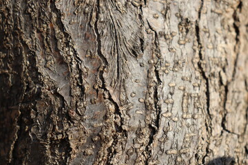 bark of tree