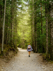 Path in the forest among tall green trees with woman walking away hiking on excursion.
