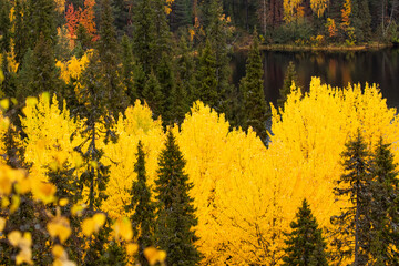 Fototapeta premium Vibrant bright yellow Aspen and Birch tree leaves during autumn foliage near Kuusamo, Northern Finland 