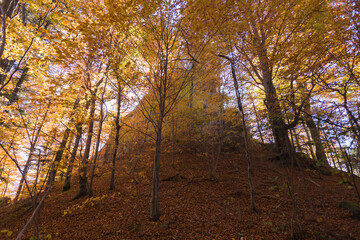 Rocks in Tustan, carpathian wood in autumn