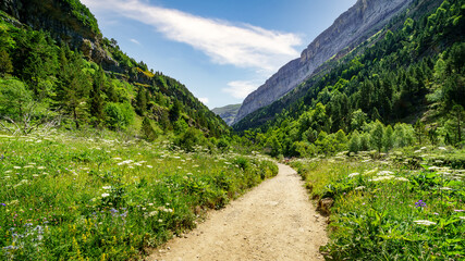 Fototapeta na wymiar Green landscape with path between flowers and mountains in the Ordesa Pyrenees valley. 