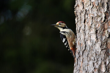 Threatened species White-backed woodpecker, Dendrocopos leucotos climbing a tree in Estonian boreal forest during late autumn. 	