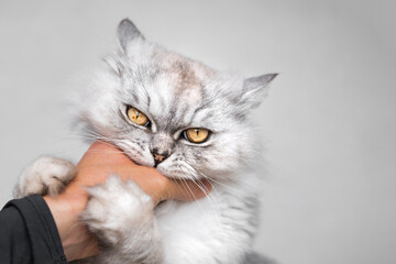 Beautiful playful persian chinchilla fluffy cat biting and scratching hand. Playing with cat.
