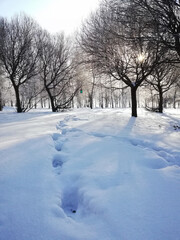Winter in the park with deep snow