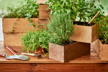 Fresh organic spicy herbs growing in wooden pots