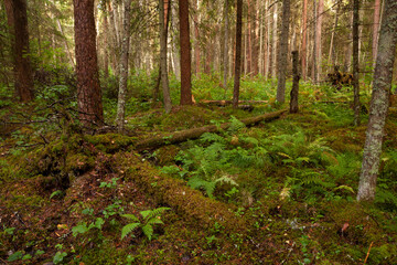 Obraz premium Green and lush summery old-growth boreal forest with lots of dead wood in Estonia, Northern Europe. 