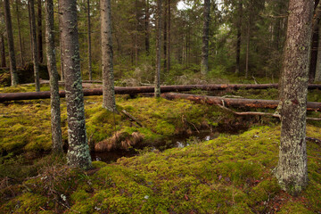 An old-growth Estonian forest covered with moss during autumn time. 