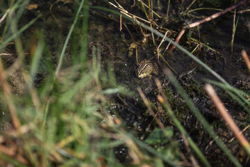 Green frog between vegetation in a swamp.