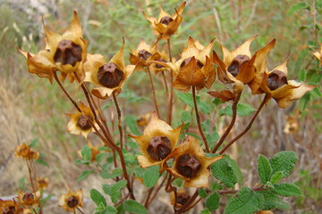 Sage-leaved Rock-Rose (Cistus salviifolius)