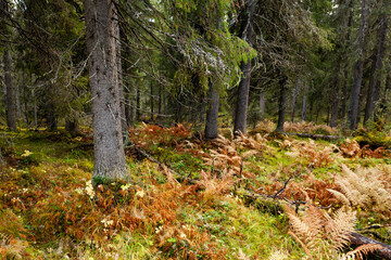 An old-growth and lush taiga forest near Kuusamo, Northern Finland. 