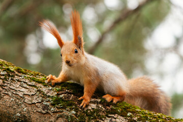 Naklejka na ściany i meble A red squirrel sits on a tree and looks at the photographer