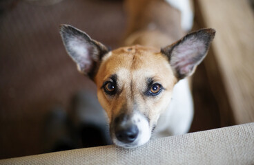 Curious dog looking at the camera. Close-up of a young mix breed dog head indoors.