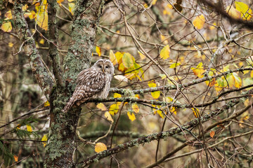 Ural owl, Strix uralensis sitting on a branch during autumn foliage in a boreal forest of Estonia