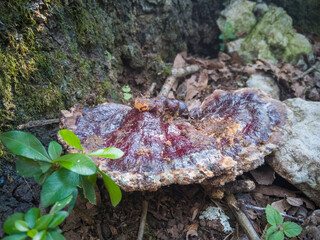 setas, hongos y liquen en árboles