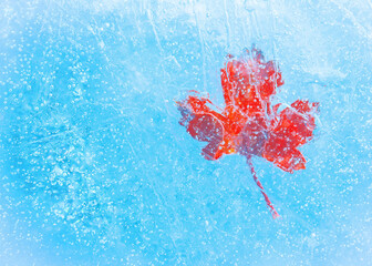 red maple leaf frozen in a layer of blue ice