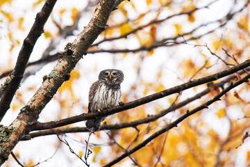 Small Eurasian Pygmy Owl, Glaucidium passerinum in an autumnal boreal forest of Estonia. 