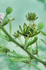 flores de planta aquática 