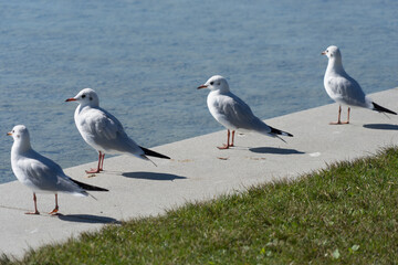 Seagulls sitting on a stone bank at the lake in the park, looking to the water