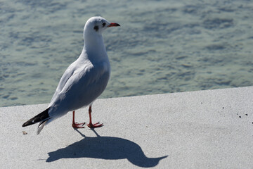 Portrait of a seagull, sitting on a stone bank at the lake in the park, looking to the water