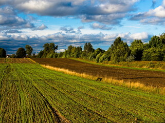 Fototapeta na wymiar green field, sown field, seeded field at sunset 