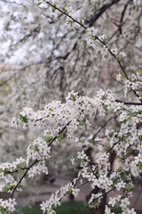Snow-white cherry plum flowers in early spring