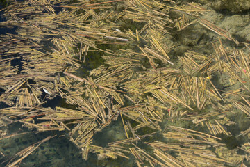 Fragments of reed in the water - background