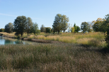 Beautiful landscape at the lake in the park in autumn, grass and reed in the fore and green water surface and trees in the back