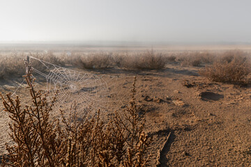 spider web in the natural reserve of Laguna Ratosa during the dry season in Antequera, Malaga. Spain
