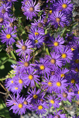 Purple flowers in the garden