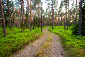 A small dirt path leading through a beautiful summery coniferous Pine grove in Estonian boreal forest.	