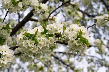 Floral background with a twig of blooming cherry