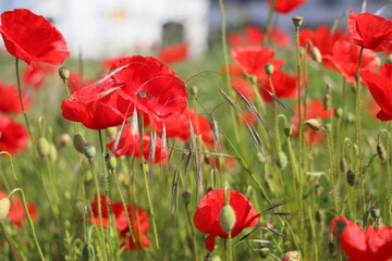 Obraz premium Poppies