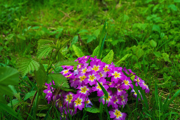 Primrose flowers opened under the sun