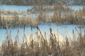 Cattail lit by the sun against the background of a snow-covered pond