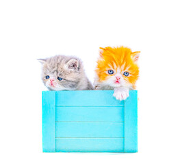 two cute persian kittensinside a box on isolated white background