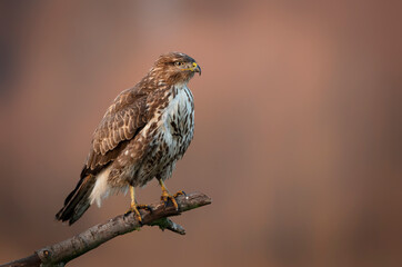 Common buzzard (Buteo buteo) close up