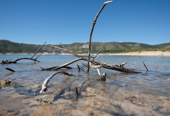Rama sobre el embalse o r&iacute;o