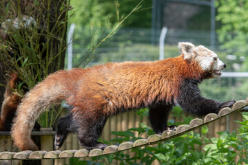 Kleiner Panda im Aachner Tierpark