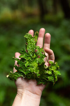 Tree Lungwort lichen in hand